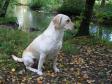 Så er jagtsæsonen startet, og <a href="/ajaxhund.php?hund=Tidemark%20Jill" data-toggle="modal" data-target="#myModal" data-remote="false" >Tidemark Jill (Jill)</a> er kørt i stilling som apportør for Gert Müller. Knæk og Bræk! <span id="copyright">&copy;Vita og Gert Müller</span>
