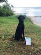 Click here to see picture <a href="/ajaxhund.php?hund=Ravensbank%20Old%20Bailey%20Hack" data-toggle="modal" data-target="#myModal" data-remote="false" >Ravensbank Old Bailey Hack (Bailey)</a> passed the Danish Retriever Club Aptitude Test in June 2020. <span id="copyright">©Betina Nielsen</span>