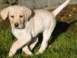 <a href="/ajaxhund.php?hund=Ravensbank%20Tarzan" data-toggle="modal" data-target="#myModal" data-remote="false" >LP1 LP2 LP3 DKLPCH NW1 Ravensbank Tarzan (Buddy)</a> ni uger gammel. <span id="copyright">&copy;Helle Kublitz</span>