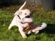 Skønt billede af <a href="/ajaxhund.php?hund=Ravensbank%20Tarzan" data-toggle="modal" data-target="#myModal" data-remote="false" >LP1 LP2 LP3 DKLPCH NW1 Ravensbank Tarzan (Buddy)</a> der apporterer sin første "fugl" i en alder af 8 uger. <span id="copyright">&copy;Helle Kublitz</span>