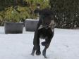 <a href="/ajaxhund.php?hund=Ravensbank%20Floyd" data-toggle="modal" data-target="#myModal" data-remote="false" >2UM2014 Ravensbank Floyd (Lewis)</a> apporterer sin første krikand på sin 6 måneders fødselsdag. <span id="copyright">&copy;Helga Thorstein</span>