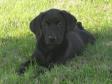<a href="/ajaxhund.php?hund=Ravensbank%20Scotsman" data-toggle="modal" data-target="#myModal" data-remote="false" >Ravensbank Scotsman (Scot)</a> ni uger gammel. <span id="copyright">&copy;Ane Elsnab</span>