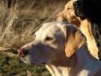 <a href="/ajaxhund.php?hund=Tidemark%20Ivy" data-toggle="modal" data-target="#myModal" data-remote="false" >Tidemark Ivy (Ivy)</a> nine years old. <span id="copyright">&copy;Ravensbank Labrador Retrievers</span>