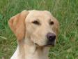 <a href="/ajaxhund.php?hund=Ravensbank%20Fay" data-toggle="modal" data-target="#myModal" data-remote="false" >4RM2014 Ravensbank Fay (Fay)</a> godt otte måneder gammel - taget på dagen hvor hun er blevet dagens bedste brugsprøvehund. <span id="copyright">&copy;Ravensbank Labrador Retrievers</span>