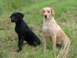 <a href="/ajaxhund.php?hund=Ravensbank%20Queen%20Guinevere" data-toggle="modal" data-target="#myModal" data-remote="false" >Ravensbank Queen Guinevere (Genie)</a> til venstre og hendes mor <a href="/ajaxhund.php?hund=Ravensbank%20Wagtail" data-toggle="modal" data-target="#myModal" data-remote="false" >Ravensbank Wagtail (Waggie)</a> til højre.  <span id="copyright">&copy;Ravensbank Labrador Retrievers</span>