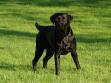 Dette billede viser hvad det er for en udstråling vi godt kan lide i vores hunde. <a href="/dan/labbase/hund.php?hund=Lucky Labrador's Chaka Khan&lang=dan&txt=C8BF90&back=003200&link=FFC865&bord=C8BF90&jpg=" target="_blank" alt="se mere om Lucky Labrador's Chaka Khan">Lucky Labrador's Chaka Khan</a> er en parringshvalp vi fik fra et kuld med vores egen Primo som far og Fighter fra <a href="http://www.luckylab.dk" title="Klik her for at blive viderestillet til http://www.luckylab.dk" target="_blank">Kennel Lucky Labrador's</a> som mor. Chaka er flyttet hjemmefra, og er i dag en skøn jagthund hos een af vores bedste venner. <span id="copyright">&copy;Ravensbank Labrador Retrievers</span>