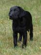 <a href="/ajaxhund.php?hund=Ravensbank%20Penny%20Lane" data-toggle="modal" data-target="#myModal" data-remote="false" >Ravensbank Penny Lane (Penny)</a> 9 uger gammel. <span id="copyright">&copy;Ravensbank Labrador Retrievers</span>