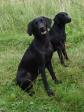 Forrest <a href="/ajaxhund.php?hund=Ravensbank%20Donna" data-toggle="modal" data-target="#myModal" data-remote="false" >Ravensbank Donna (Bibs)</a> og bagest <a href="/ajaxhund.php?hund=Ravensbank%20Lili" data-toggle="modal" data-target="#myModal" data-remote="false" >Ravensbank Lili (Fina)</a> på selve dagen hvor de fyldte eet år. <span id="copyright">&copy;Ravensbank Labrador Retrievers</span>