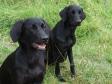 Forrest <a href="/ajaxhund.php?hund=Ravensbank%20Donna" data-toggle="modal" data-target="#myModal" data-remote="false" >Ravensbank Donna (Bibs)</a> og bagest <a href="/ajaxhund.php?hund=Ravensbank%20Lili" data-toggle="modal" data-target="#myModal" data-remote="false" >Ravensbank Lili (Fina)</a> på selve dagen hvor de fyldte eet år. <span id="copyright">&copy;Ravensbank Labrador Retrievers</span>