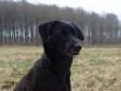<a href="/ajaxhund.php?hund=Ravensbank%20Flo" data-toggle="modal" data-target="#myModal" data-remote="false" >Ravensbank Flo (Flo)</a> at cold game test, Ravnholt Estate, April 2011 <span id="copyright">&copy;Andreas Fenger Bronée</span>