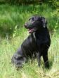 <a href="/ajaxhund.php?hund=Ravensbank%20Duff" data-toggle="modal" data-target="#myModal" data-remote="false" >Ravensbank Duff (Duff)</a> med 4. vinder i begynderklasse på officiel Working Test. Duff er kun 1 år og 1 måned gammel. <span id="copyright">&copy;Steen Rydahl</span>