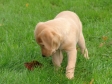 Hej lille bøgeblad - kunne du ikke se ud som om at du var anskudt og havde brug for hjælp? <a href="/dan/labbase/hund.php?hund=Ravensbank Kestrel&lang=dan&txt=C8BF90&back=003200&link=FFC865&bord=C8BF90&jpg=" target="_blank" alt="se mere om Ravensbank Kestrel">Ravensbank Kestrel</a> i en alder af 7 uger. <span id="copyright">&copy;Ravensbank Labrador Retrievers</span>