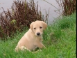 Jeg sad og kiggede de gamle hvalpebilleder igennem og fandt dette billede af <a href="/dan/labbase/hund.php?hund=Ravensbank Kestrel&lang=dan&txt=C8BF90&back=003200&link=FFC865&bord=C8BF90&jpg=" target="_blank" alt="se mere om Ravensbank Kestrel">Ravensbank Kestrel</a>. På billedet er hun 7 uger gammel. Så kan man da kun glæde sig til de nye hvalpe kommer. <span id="copyright">&copy;Ravensbank Labrador Retrievers</span>
