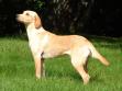 Dette er <a href="/ajaxhund.php?hund=Ravensbank%20Wagtail" data-toggle="modal" data-target="#myModal" data-remote="false" >Ravensbank Wagtail (Waggie)</a> blot nogle dage før hun fylder 1 år. <span id="copyright">&copy;Ravensbank Labrador Retrievers</span>