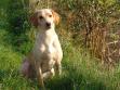 <a href="/ajaxhund.php?hund=Ravensbank%20Wagtail" data-toggle="modal" data-target="#myModal" data-remote="false" >Ravensbank Wagtail (Waggie)</a> i en alder af 14 måneder. Hun er nu ved at have mange af den voksne hunds udtryk, uden dog at være en fuldt udviklet jagthund endnu. <span id="copyright">&copy;Ravensbank Labrador Retrievers</span>