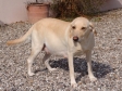 <a href="/ajaxhund.php?hund=Tidemark%20Ivy" data-toggle="modal" data-target="#myModal" data-remote="false" >Tidemark Ivy (Ivy)</a> er her 59 dage inde i sin drægtighed. Billedet er taget d. 7. maj 2008 kl. 16:20. <span id="copyright">&copy;Ravensbank Labrador Retrievers</span>