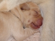 Her er det Tip der putter sig ind til mor. De er vel nok søde de små, men kønne ved jeg nu ikke... <span id="copyright">&copy;Ravensbank Labrador Retrievers</span>