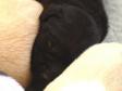 Max er faldet i søvn mellem et par af sine gule søskende.  <span id="copyright">&copy;Ravensbank Labrador Retrievers</span>