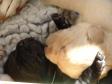 Tip og Whizzie i dyb søvn - Whizzie på ryggen og med hele Tip's hoved godt plantet på brystet. Hvalpene er nu 14 dage gamle. <span id="copyright">&copy;Ravensbank Labrador Retrievers</span>