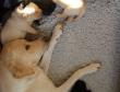 Idyllen i hvalpekassen vil ingen ende tage. Mor Ivy putter ind til Tip, som igen putter ind til Whizzie. Bag ved Whizzie ses lige bagkroppen af Boss som er den anden gule hanhund.  <span id="copyright">&copy;Ravensbank Labrador Retrievers</span>