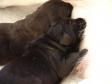 Forrest er det Max og bag ved ham er det Flo. Hvalpene bruger forpoterne til at trampe på brystet for at få mest mulig mad på kortest mulig tid.  <span id="copyright">&copy;Ravensbank Labrador Retrievers</span>