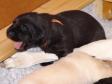 Flo er nok den mest aktive af hvalpene. Her er hun oppe på alle fire. Godt brølt løve :-) <span id="copyright">&copy;Ravensbank Labrador Retrievers</span>