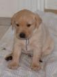 Her er <a href="/ajaxhund.php?hund=Ravensbank%20Tip" data-toggle="modal" data-target="#myModal" data-remote="false" >FI KVA, SE KVA Ravensbank Tip (Tipi)</a> i nærbillede. Han er en rigtig sød hvalp og samtidig dejlig rolig og tillidsfuld. Billedet er taget på hans tre ugers fødselsdag, hvor han vejer ca. 2,5 kg. En stor dreng. <span id="copyright">&copy;Ravensbank Labrador Retrievers</span>