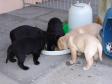 Så er hvalpene kommet udenfor i dagtimerne. Samtidig suppleres mor Ivy's mælk med opblødt tørfoder. <span id="copyright">&copy;Ravensbank Labrador Retrievers</span>