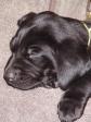 Vi leger og hygger med hvalpene både een og een og sammen i gruppe. Her er det Max der tager sig en lur på Annelises arm. <span id="copyright">&copy;Ravensbank Labrador Retrievers</span>