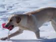 <a href="/ajaxhund.php?hund=Ravensbank%20Tip" data-toggle="modal" data-target="#myModal" data-remote="false" >FI KVA, SE KVA Ravensbank Tip (Tipi)</a> her fotograferet i marts måned 2009 under min rejse til Finland. Tipi har et meget kraftfuldt udtryk og slægtskabet med far, <a href="/ajaxhund.php?hund=Cynhinfa%20Emperor" data-toggle="modal" data-target="#myModal" data-remote="false" >DKBRCH DKJCH Cynhinfa Emperor (Leo)</a> fornægter sig bestemt ikke. En rigtig køn hund med et super temperament. <span id="copyright">&copy;Ravensbank Labrador Retrievers</span>