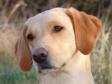 <a href="/ajaxhund.php?hund=Ravensbank%20Wagtail" data-toggle="modal" data-target="#myModal" data-remote="false" >Ravensbank Wagtail (Waggie)</a> er en dejlig rolig Formel 1 Labrador Retriever som er i god kontakt. Her er hun fotograferet i april 2009, en uge efter hun er blevet parret.  <span id="copyright">&copy;Ravensbank Labrador Retrievers</span>