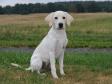 <a href="/ajaxhund.php?hund=Ravensbank%20Brandy" data-toggle="modal" data-target="#myModal" data-remote="false" >SEVCH DKSCH DKSCH(V) Ravensbank Brandy (Bamse)</a> i august 2014, hvor han lige er blevet fem måneder gammel. <span id="copyright">&copy;Heidi Kristiansen</span>
