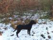 <a href="/dan/labbase/hund.php?hund=Ravensbank Starling&lang=dan&txt=C8BF90&back=003200&link=FFC865&bord=C8BF90&jpg=" target="_blank" alt="se mere om Ravensbank Starling">Ravensbank Starling</a> her fotograferet i februar 2007 hvor hun er 6 måneder gammel. <span id="copyright">&copy;Kirsten Ulsøe</span>