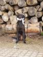 <a href="/ajaxhund.php?hund=Ravensbank%20Donna" data-toggle="modal" data-target="#myModal" data-remote="false" >Ravensbank Donna (Bibs)</a> bliver 4WT i begynderklasse på Uofficiel Working Test d. 1. marts 2014, hvor hun er 1 år og 6 måneder gammel. <span id="copyright">&copy;Laila Lange</span>