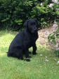 <a href="/ajaxhund.php?hund=Ravensbank%20Duff" data-toggle="modal" data-target="#myModal" data-remote="false" >Ravensbank Duff (Duff)</a> nine weeks old. <span id="copyright">&copy;Steen Rydahl</span>