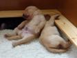 Så er der dømt total afslapning i hvalpekassen.  <span id="copyright">&copy;Ravensbank Labrador Retrievers</span>