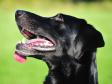 <a href="/ajaxhund.php?hund=Ravensbank%20Raven" data-toggle="modal" data-target="#myModal" data-remote="false" >Ravensbank Raven (Raven)</a> <span id="copyright">&copy;<a href="http://emdia.dk" title="Klik her for at blive viderestillet til http://emdia.dk" target="_blank">Margot Donkersloot Photography</a></span>