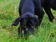 <a href="/ajaxhund.php?hund=Ravensbank%20Observer" data-toggle="modal" data-target="#myModal" data-remote="false" >Ravensbank Observer (James)</a> <span id="copyright">&copy;<a href="http://emdia.dk" title="Klik her for at blive viderestillet til http://emdia.dk" target="_blank">Margot Donkersloot</a></span>