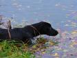 <a href="/ajaxhund.php?hund=Ravensbank%20Observer" data-toggle="modal" data-target="#myModal" data-remote="false" >Ravensbank Observer (James)</a> <span id="copyright">&copy;<a href="http://emdia.dk" title="Klik her for at blive viderestillet til http://emdia.dk" target="_blank">Margot Donkersloot</a></span>