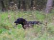 <a href="/ajaxhund.php?hund=Ravensbank%20Jock" data-toggle="modal" data-target="#myModal" data-remote="false" >Ravensbank Jock (Jock)</a> <span id="copyright">&copy;<a href="http://emdia.dk" title="Klik her for at blive viderestillet til http://emdia.dk" target="_blank">Margot Donkersloot</a></span>