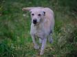 <a href="/ajaxhund.php?hund=Tidemark%20Ivy" data-toggle="modal" data-target="#myModal" data-remote="false" >Tidemark Ivy (Ivy)</a> <span id="copyright">&copy;<a href="http://emdia.dk" title="Klik her for at blive viderestillet til http://emdia.dk" target="_blank">Margot Donkersloot</a></span>