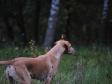 <a href="/ajaxhund.php?hund=Ravensbank%20Wagtail" data-toggle="modal" data-target="#myModal" data-remote="false" >Ravensbank Wagtail (Waggie)</a> <span id="copyright">&copy;<a href="http://emdia.dk" title="Klik her for at blive viderestillet til http://emdia.dk" target="_blank">Margot Donkersloot</a></span>