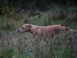 <a href="/ajaxhund.php?hund=Ravensbank%20Wagtail" data-toggle="modal" data-target="#myModal" data-remote="false" >Ravensbank Wagtail (Waggie)</a> <span id="copyright">&copy;<a href="http://emdia.dk" title="Klik her for at blive viderestillet til http://emdia.dk" target="_blank">Margot Donkersloot</a></span>