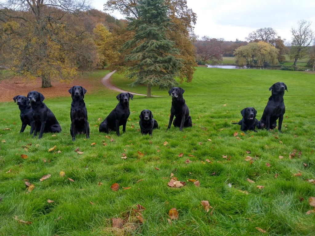 This is the gundog team at Erholm Castle 2021. From the left it is Ravensbank Rose (Jean), Ravensbank Donna (Bibs), Ravensbank Bowie (Saxo), Squareclose Wendy (Nessie), Ravensbank Holly (Holly), Ravensbank Bob (Bob), Ravensbank Ainsley (Jax) and rightmost it is Ravensbank Tabby (Eddie). Outside the picture is Ravensbank Biscuit (Bibi) in season, Ravensbank Conor (Conor) with a cut leg Ravensbank Fig Newton (Fig) not present on that day. ©Ravensbank Labrador Retrievers