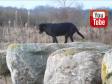 Ravensbank Flo (Flo) går sin daglige rutine hen over sten og træstammer. Vi kalder det on track. Det er utroligt at hun helt frygtløst kan blive ved med at balancere i fuld fart. På videoen er hun 10 år og 7 måneder gammel.&nbsp;&copy;Ravensbank Labrador Retrievers