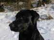 <a href="/ajaxhund.php?hund=Ravensbank%20Rocky%20Racoon" data-toggle="modal" data-target="#myModal" data-remote="false" >Ravensbank Rocky Racoon (Rocky)</a> fotograferet i Februar 2012. <span id="copyright">&copy;Søren Vad</span>