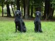 Til højre er det <a href="/ajaxhund.php?hund=Ravensbank%20Lili" data-toggle="modal" data-target="#myModal" data-remote="false" >Ravensbank Lili (Fina)</a> og til venstre hendes kuldbror, <a href="/ajaxhund.php?hund=Ravensbank%20Bob" data-toggle="modal" data-target="#myModal" data-remote="false" >Ravensbank Bob (Bob)</a>. På billedet er de to 12 måneder gamle. <span id="copyright">&copy;Ravensbank Labrador Retrievers</span>