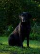<a href="/ajaxhund.php?hund=Ravensbank%20Flo" data-toggle="modal" data-target="#myModal" data-remote="false" >Ravensbank Flo (Flo)</a> er nu tydeligt drægtig med sit andet kuld hvalpe.  <span id="copyright">&copy;Ravensbank Labrador Retrievers</span>