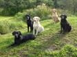 My entire pack on a lovely autumn morning in September 2013. From the left it is <a href="/ajaxhund.php?hund=Ravensbank%20Jock" data-toggle="modal" data-target="#myModal" data-remote="false" >Ravensbank Jock (Jock)</a>, <a href="/ajaxhund.php?hund=Ravensbank%20Bob" data-toggle="modal" data-target="#myModal" data-remote="false" >Ravensbank Bob (Bob)</a>, <a href="/ajaxhund.php?hund=Tidemark%20Ivy" data-toggle="modal" data-target="#myModal" data-remote="false" >Tidemark Ivy (Ivy)</a>, <a href="/ajaxhund.php?hund=Ravensbank%20Wagtail" data-toggle="modal" data-target="#myModal" data-remote="false" >Ravensbank Wagtail (Waggie)</a> and to the right it is the pregnant <a href="/ajaxhund.php?hund=Ravensbank%20Flo" data-toggle="modal" data-target="#myModal" data-remote="false" >Ravensbank Flo (Flo)</a> <span id="copyright">&copy;Ravensbank Labrador Retrievers</span>