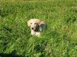 <a href="/ajaxhund.php?hund=Ravensbank%20FT" data-toggle="modal" data-target="#myModal" data-remote="false" >DKRLCH Ravensbank FT (Pink)</a>, 15 weeks old <span id="copyright">&copy;Anne Winkel</span>
